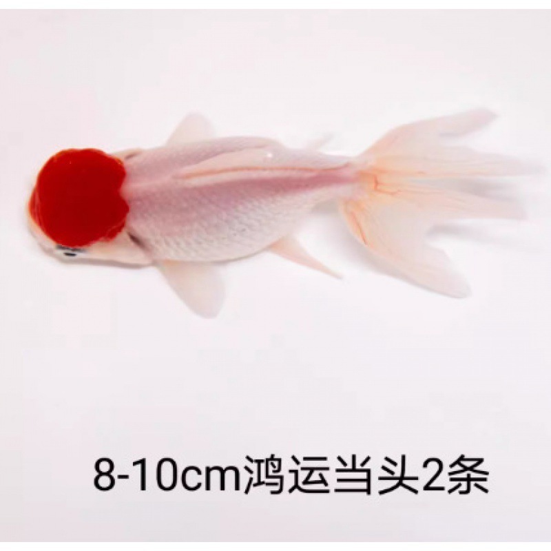 小さな金魚の稚魚、観賞魚、冷水に強い、飼いやすい、淡水の赤と白の鯉、活魚、小魚、金魚、活魚|undefined