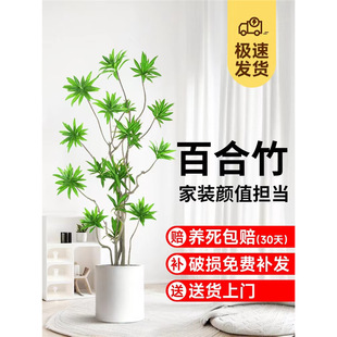 �ٺ�����Gֲ�������ʹ��Ϙ��҃Ȕ[�͏d���B�滨�p����ش���ֲ��