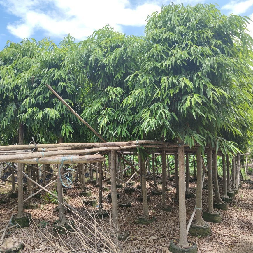 208 база оптовая поставка ивового баньяна 5-12 см мешок саженцы с длинными листьями банда саженцы садового зеленого дерева