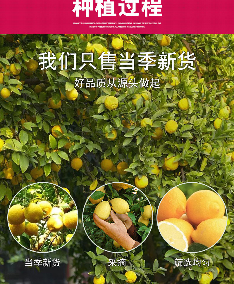 Freeze-Dried Lemon Slices (Citrus limon) — Cold-Brew Fruit Tea & Herbal Infusion in use