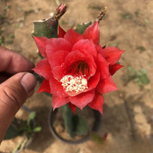 令箭荷花 盆栽苗 观赏花卉 室内阳台多肉植物 不带土发货 包邮