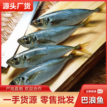 新鲜巴浪鱼批发 原厂地当天海捕冰鲜海鱼冷冻海鲜水产品产地直邮