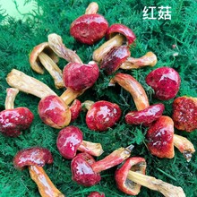 Ģ�������N���^Ȥζ�b������ֲ��Ģ��С�t������h����ֹ�����
