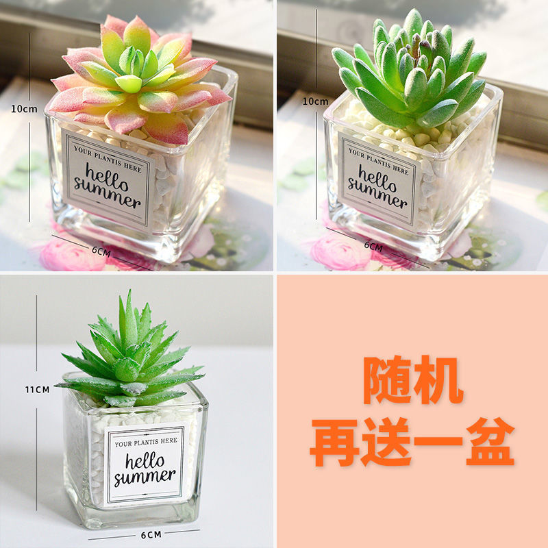 조합 4: 3개 구매 시 3개 무료, 총 4개 화분 제공