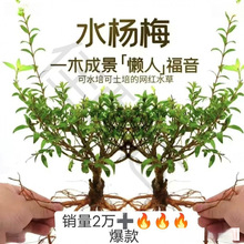 �G�~���쾰ˮ��ˮ��÷�҃ȾGֲˮ��ֲ������Ϙ�ˮꑸ�