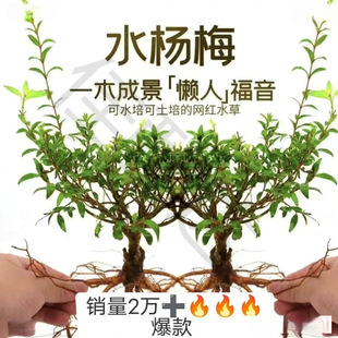 �G�~���쾰ˮ��ˮ��÷�҃ȾGֲˮ��ֲ������Ϙ�ˮꑸ�