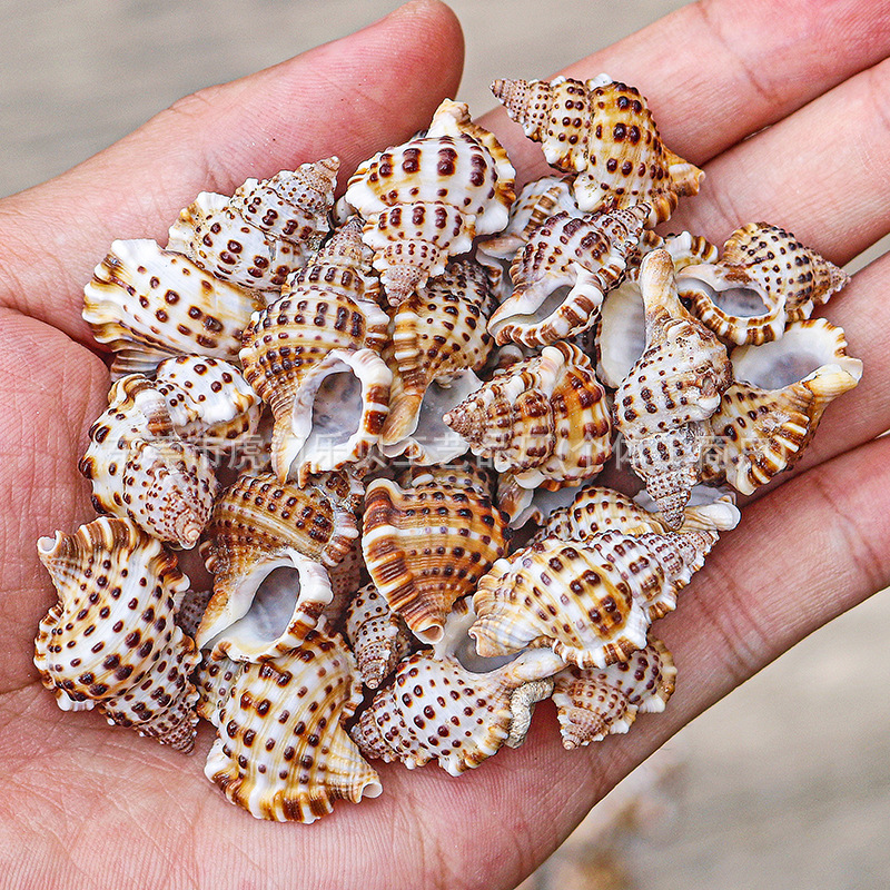 Concha Daquan natural con cera de pescado, materiales decorativos mediterráneos DIY al por mayor