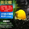 Golden snails 2~3cm2 only get 1 free for loss