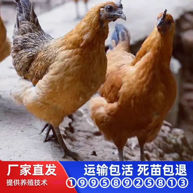 黄毛乌骨混合苗公苗母苗雪峰乌鸡苗小种金凤凰乌鸡苗黄羽乌肉鸡苗