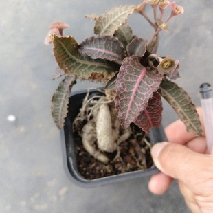 Colorful Leaf Unicorn, Cold Red Leaf Blooming Root Plant, Easy to Survive in Summer, Easy to Feed Succulent Plants, Balcony Small Potted Plants