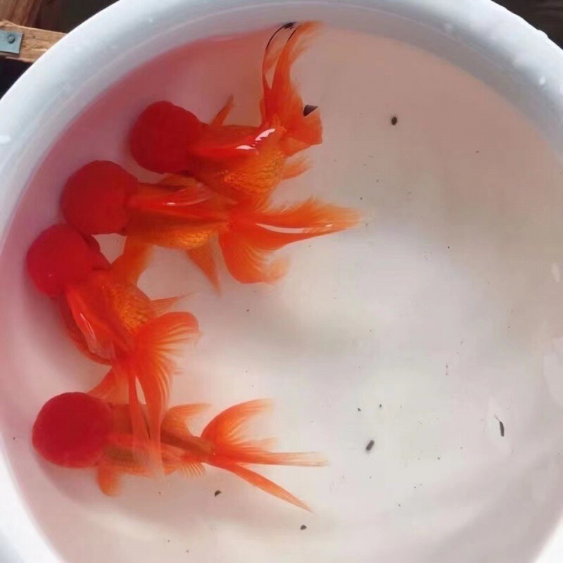 小金魚卸売、活魚、観賞魚、小卸売、鯉、鯉、三色赤白子頭、入門レベルの耐久性のあるヘアエクステンション|undefined