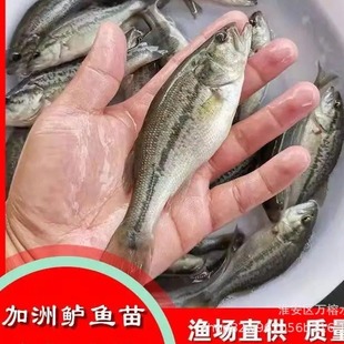 ���l�����|�~�� ����|�~�����󃞻�