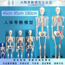 人体骨骼模型骨架4585人体骨骼瑜伽教学小白骷髅全身解剖骨架功能