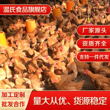 温氏三黄鸡 农户谷物散养土鸡 鸡味浓郁 红烧烧烤鸡肉食材