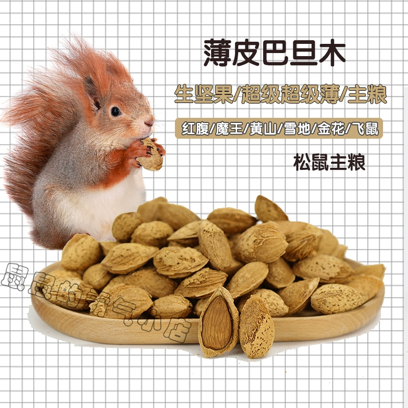 Белки летяги едят пищу Любимая закуска сырые бадаму падан тонкая оболочка орехов