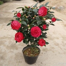 �軨���Լtɫ�軨�玧�������Ǵ�t�൤���������_���҃��ͺ�����