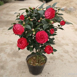 盆栽;干花;其他园林植物