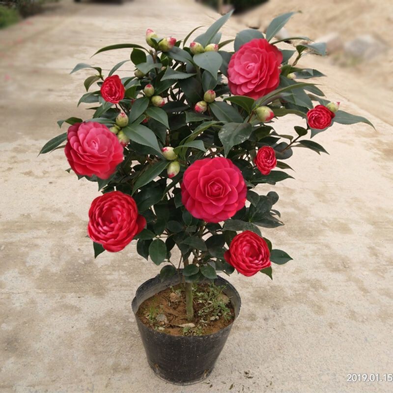 Camellia Potted Red Camellia Seedlings with Buds Hexagonal Big Red Red Winter Spring Festival Flowering Indoor Cold-Resistant Florals