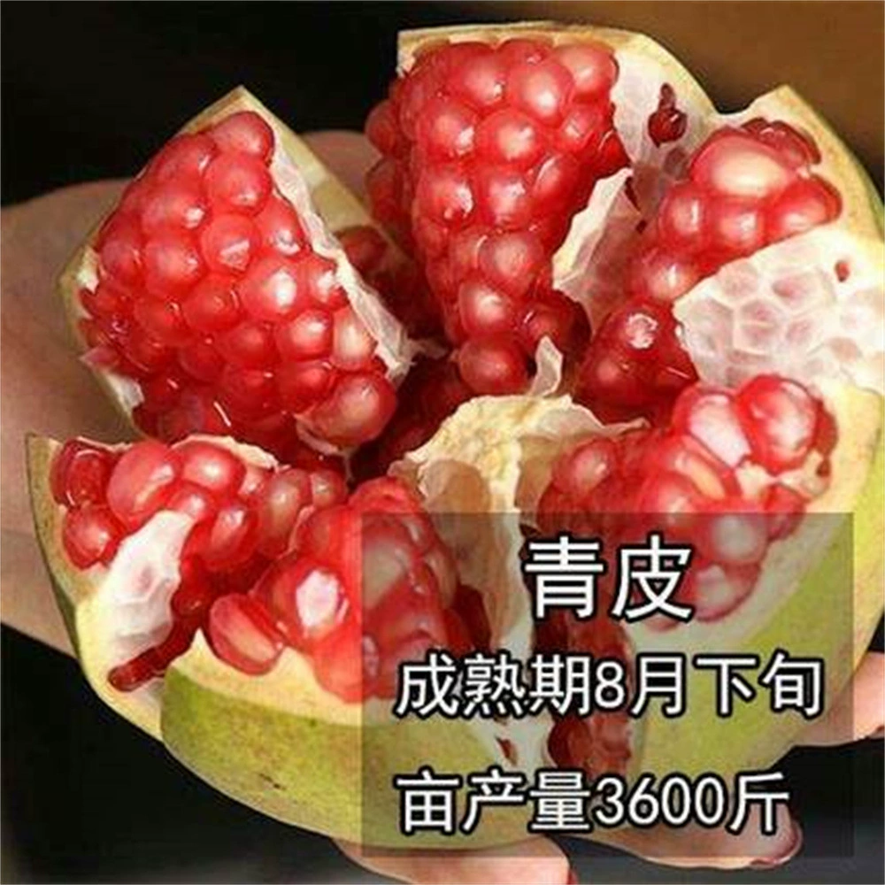 Цзяньшуй кислотная рассада гранатового дерева Экстра кислота Гранатовое дерево Плодовая рассада Посадка в Южном и Северном дворе Итоги посадки в горшках года