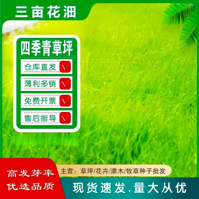 Морозостойкие семена газонных трав без обрезки, семена низкорослых вечнозеленых растений, всесезонное зеленение двора, зеленение виллы и сада