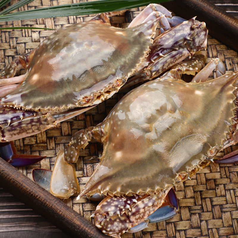 10斤包邮活冻梭子蟹肥大公蟹鲜活速冻肥满鲜活梭子蟹大螃蟹