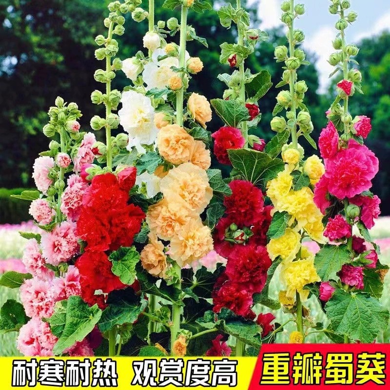 蜀葵花种籽重瓣一丈红种子四季播种开花室内外易活野花组合种子孑