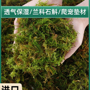 ��̦�\�����mˮ̦�m���I�B����ֲ̦��Nֲ����������߉|����