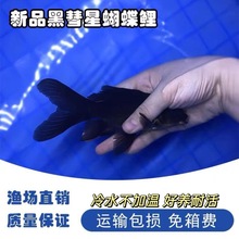 ���N�����Ǻڲݽ�������լ���~��ؔ�~���B�ͻ���ˮ�^�p�~�\���~