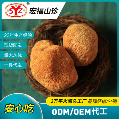 源头厂家猴头菇特产干货东北猴头菇贴牌加工猴头菇批发 猴头