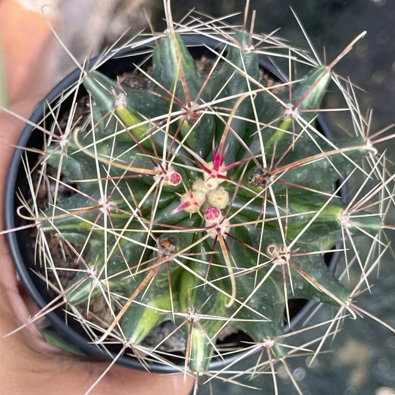 大仙人球コレクション、鉢植えの開花仙人掌、多肉植物、星兜瑞昌玉、玉龍鳳玉、玉翁|undefined