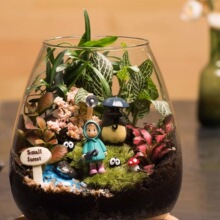 微景观苔藓生态瓶成品生日教师节礼物客厅桌面生态绿植养眼小花园