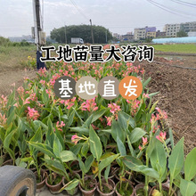 大花美人蕉花苗盆栽带花花园花镜阳台花叶造景搭配多年生观花植物