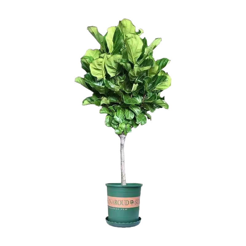 Qinye Banyan planta verde sala de estar gran planta en maceta árbol de goma planta de hoja grande oficina absorbe formaldehído, fácil de cultivar flores