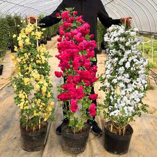 �Sľ�㻨�������_���t��ľ���ͺ�����ͥԺ�̨�����Nޱ������ֲ��