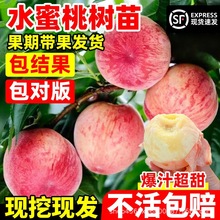 ����ˮ���Ҙ��������Ҙ�ˮ����ͥԺ�����ϱ����Nֲ����Y�������l