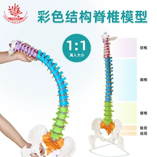 85cm彩色脊椎模型FRT016 颈椎胸椎腰椎骶骨分区灵活弯曲模拟弯腰