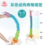 颈椎弯曲模拟灵活模型