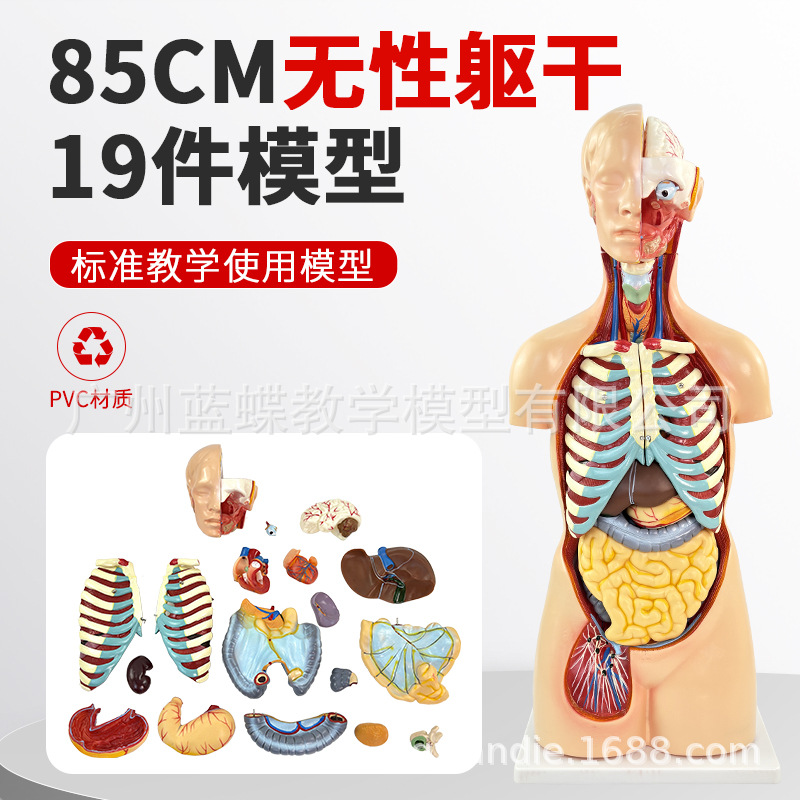 85CM��������ϵͳ����ģ�� ҽѧ ���� ���������������ٽṹ20��