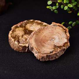 天然古生物化石木化石摆件树化玉原石切片家居办公茶杯垫厂家批发