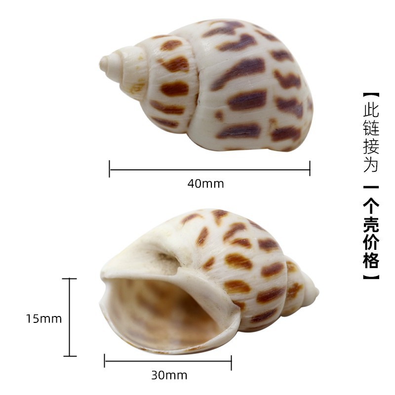 3-4cm 게에 적합한 은색 x78 대형 동풍 달팽이