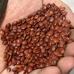 ナツメの実炒めスポット卸売り100グラム食品缶本格的な野生ナツメの実太行山ナツメの実