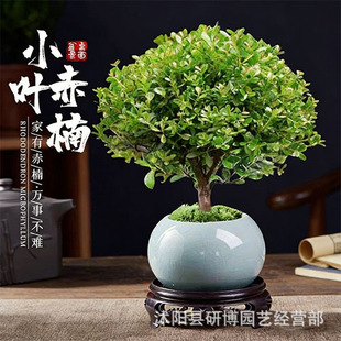 С�~����Ϙ�����̴΢���^��ˮ���k�����ļ����B�辰���B�Gֲ����