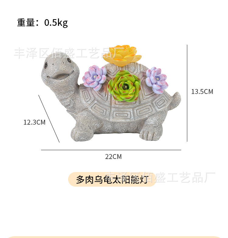 多肉乌龟_07.jpg