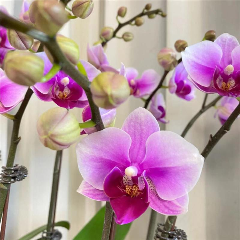 orquídea mariposa con brotes de flores planta en maceta sala de estar orquídea planta de interior flores en todas las estaciones buena para alimentar dendrobium orquídea planta verde image 8