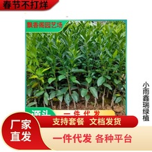 ��Ʒ�N�۽ۘ��������۽ۼ������Ә�����ش���Ϸ��Nֲ�������