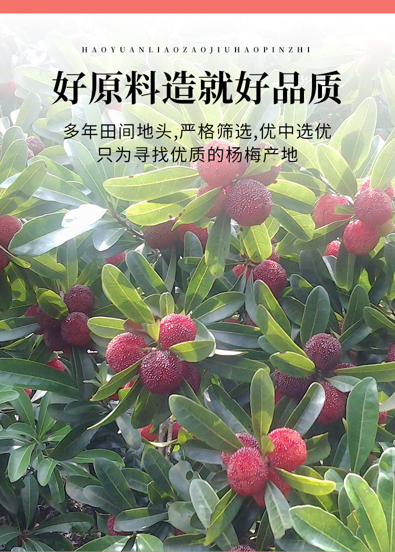 Bayberry Juice Powder (Myrica rubra) — Instant Yang Mei Drink Mix, 10g Sachets specifications