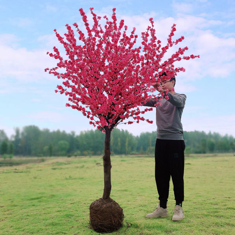 一件代发红梅花树苗盆栽庭院地栽浓香四季花卉植物腊梅室内外耐寒