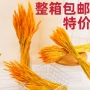 开业拍摄田园风插花干花