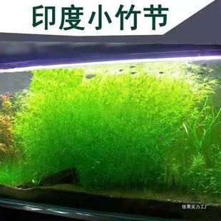 Fish Tank Decoration and Landscaping for Lazy People, Indian Water Plants That Are Durable and Easy to Maintain, Negative Water Plants, Small Bamboo Joints, Novice Purification Grass Association