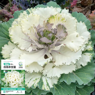 �����¸��{�N�ӷN�Ѽt���¸��{�N�ӷN����ɫ���¸��{������~ĵ��